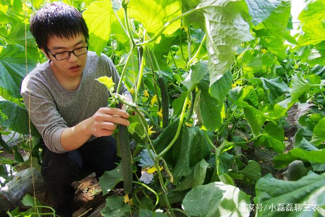 温室黄瓜最新管理方法，高效种植的关键策略